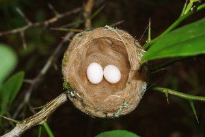 Bird Nest